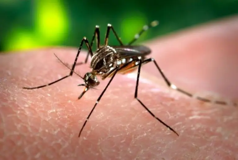 Sri Lanka, i droni contro la dengue. 47mila infezioni