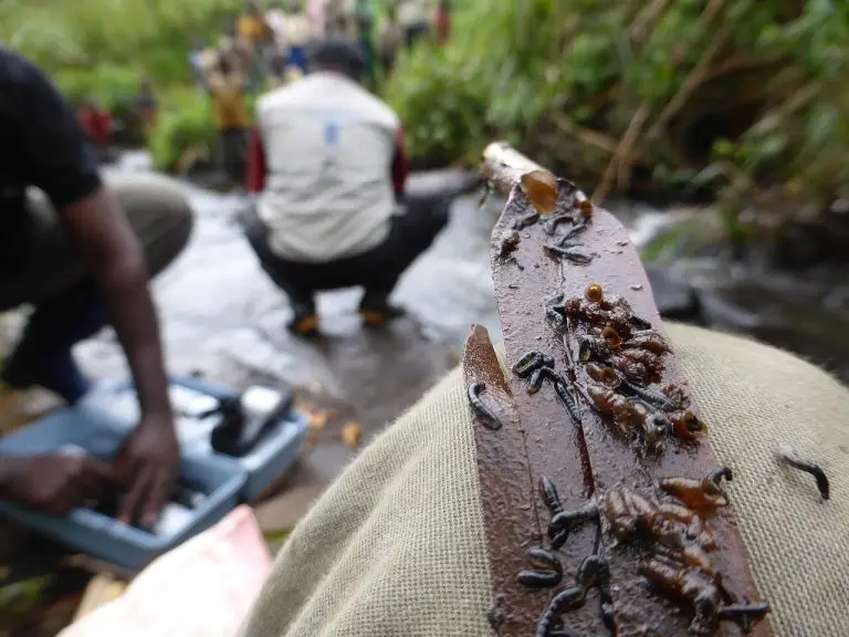 Africa: tornano parassiti e cecità per i tagli agli aiuti