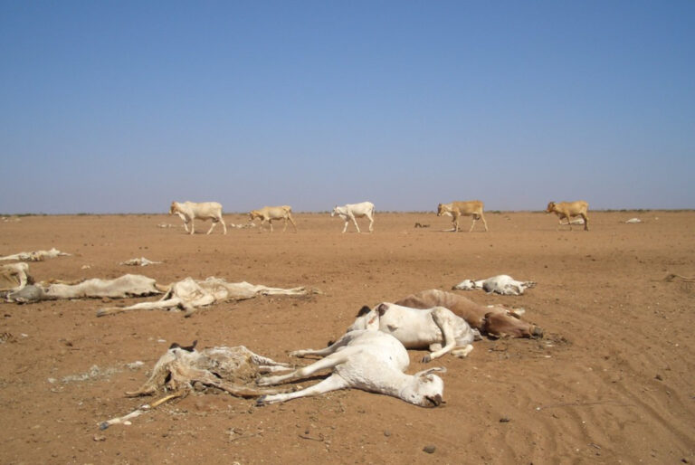 Il Kenya devastato dalla siccità affronta la  febbre gialla.  4,5 milioni di persone in sofferenza